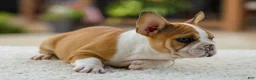 French Bulldog dogs for sale: Oasis – Fawn/White - Ad 7
