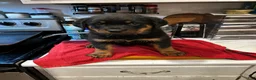 Rottweiler dogs for sale: Rottweiler 2 - Ad 2