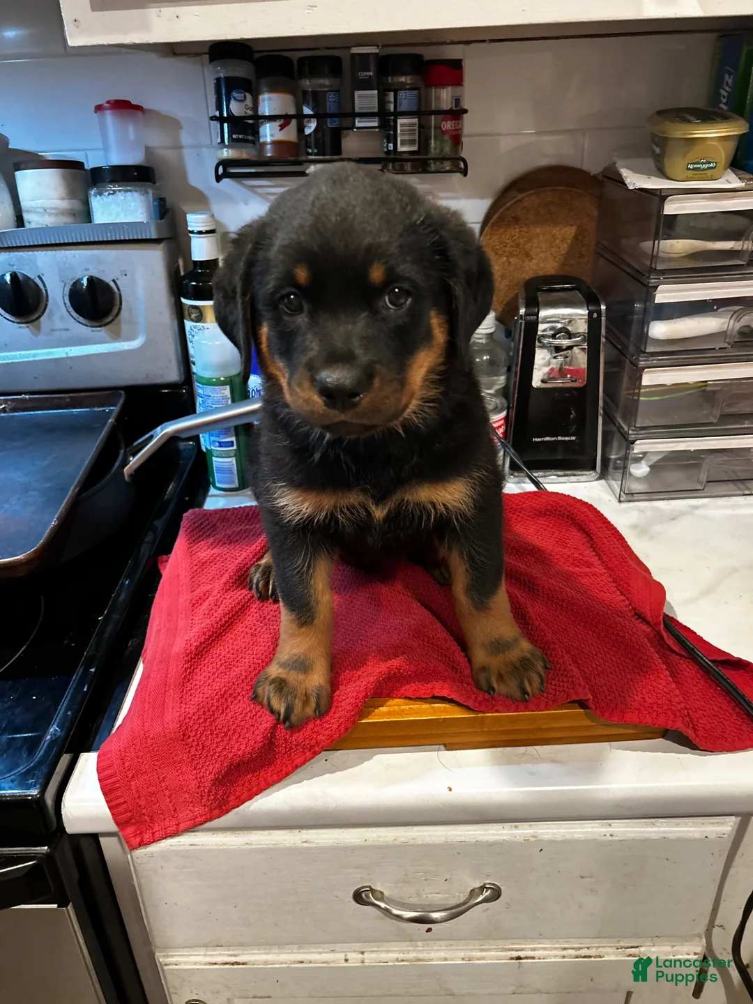 Rottweiler dogs for sale: Rottweiler 2 - Ad 2