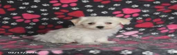 Maltese dogs for sale: Frost  - Ad 4