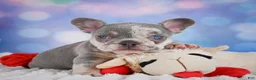 French Bulldog dogs for sale: Daffidill - Ad 5