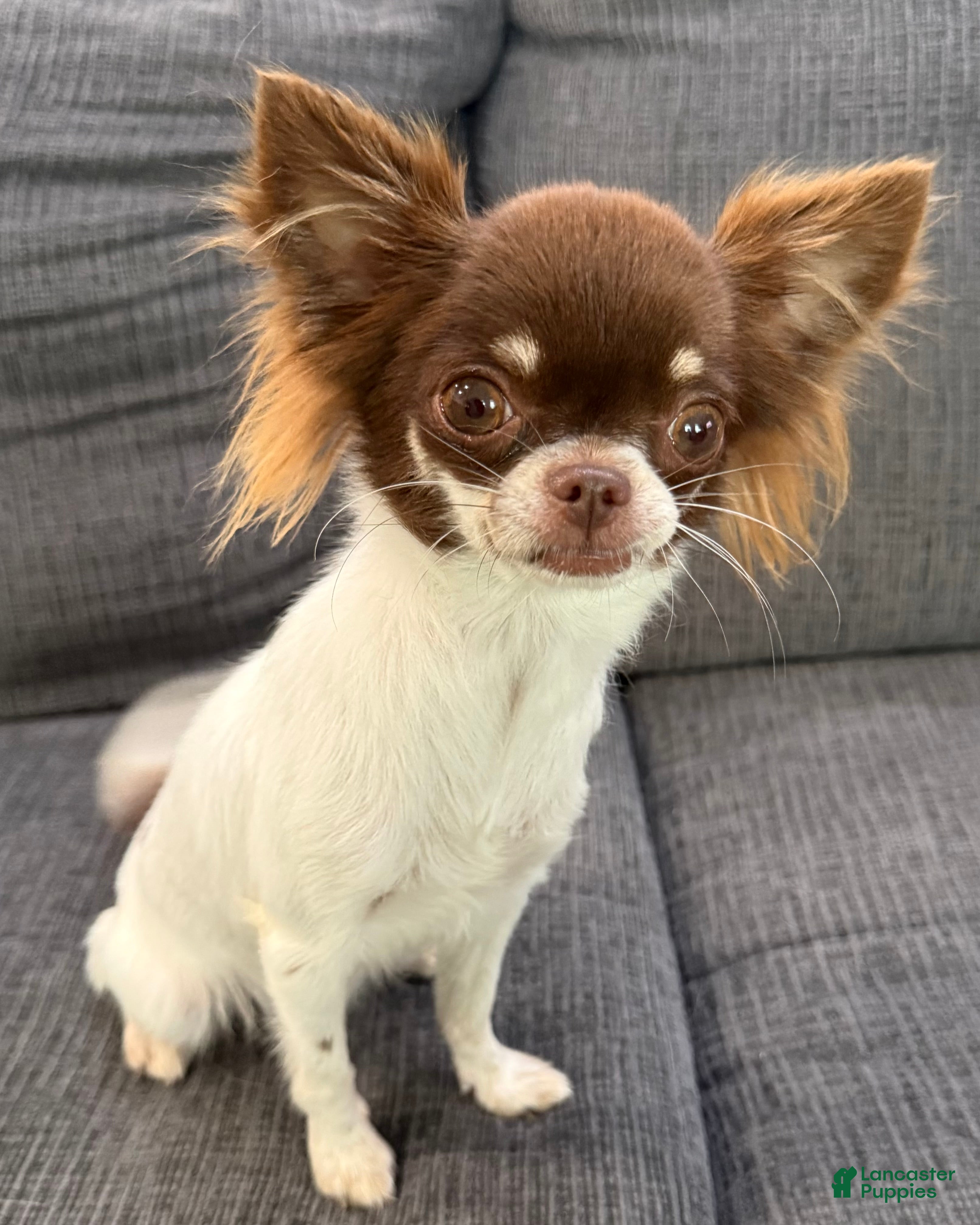 Chihuahua dogs for sale: Isla Teacup - Ad 1