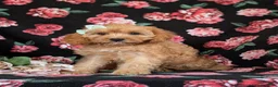 Cavapoo dogs for sale: Tootsie - Ad 4