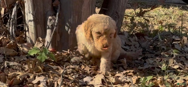 Goldendoodle dogs Americana - Ad 2