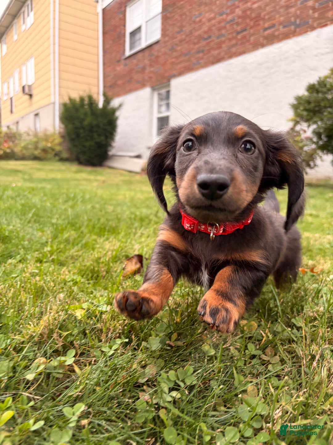Miniature Dachshund dogs for sale: Tater - Ad 4