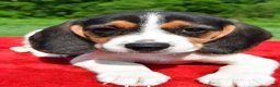 Beagle dogs for sale: Hazel - Ad 4