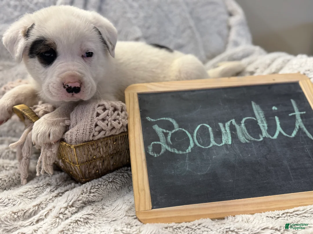 Mixed Breed dogs for sale: Bandit - Ad 7