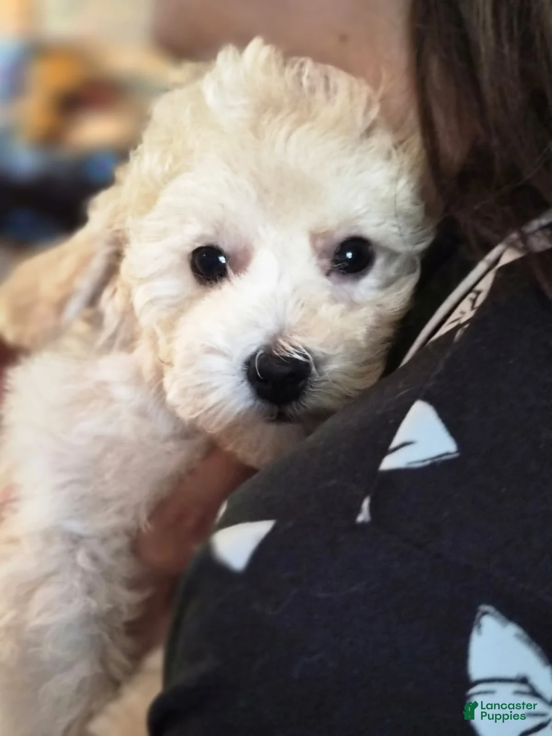 Maltipoo dogs for sale: Bentley - Ad 2
