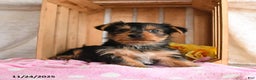 Yorkshire Terrier dogs for sale: Hope - Ad 2