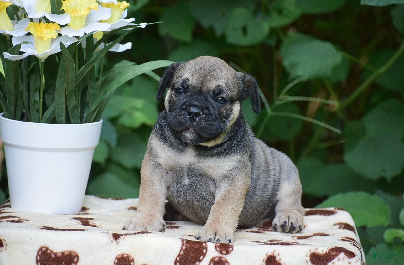 Olde English Bulldogge dogs Marcus - Ad 2