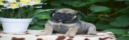 Olde English Bulldogge dogs for sale: Marcus - Ad 4