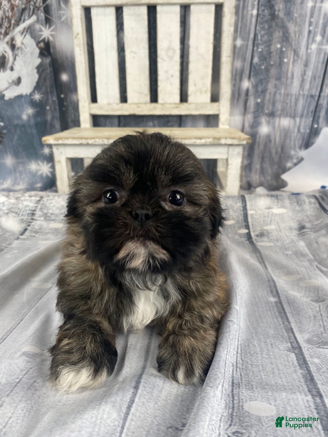 Shih Tzu dogs for sale: Snickers - Ad 10