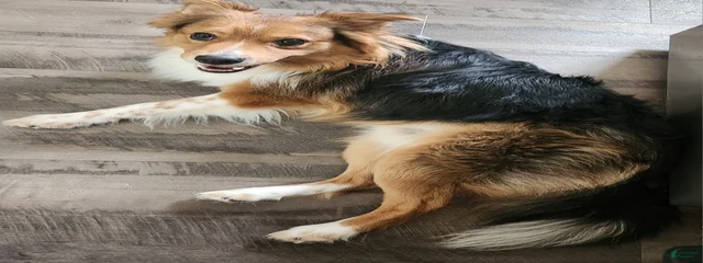Klaus