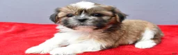 Shih Tzu dogs for sale: Sara - Ad 9