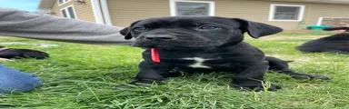 Cane Corso Puppy 4