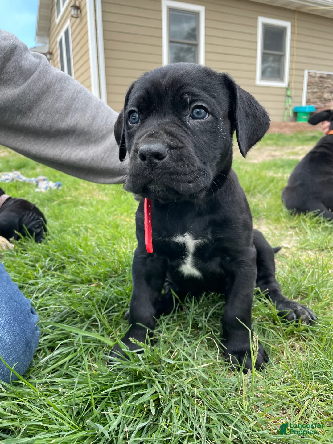 Cane Corso dogs for sale: Cane Corso Puppy 4 - Ad 1