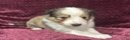 Shetland Sheepdog dogs for sale: Lily - Ad 3