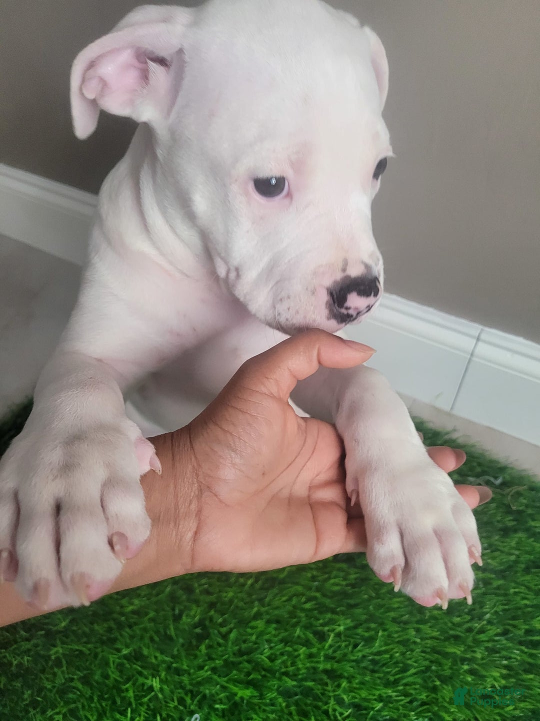 Mixed Breed dogs for sale: Pearl - Ad 2