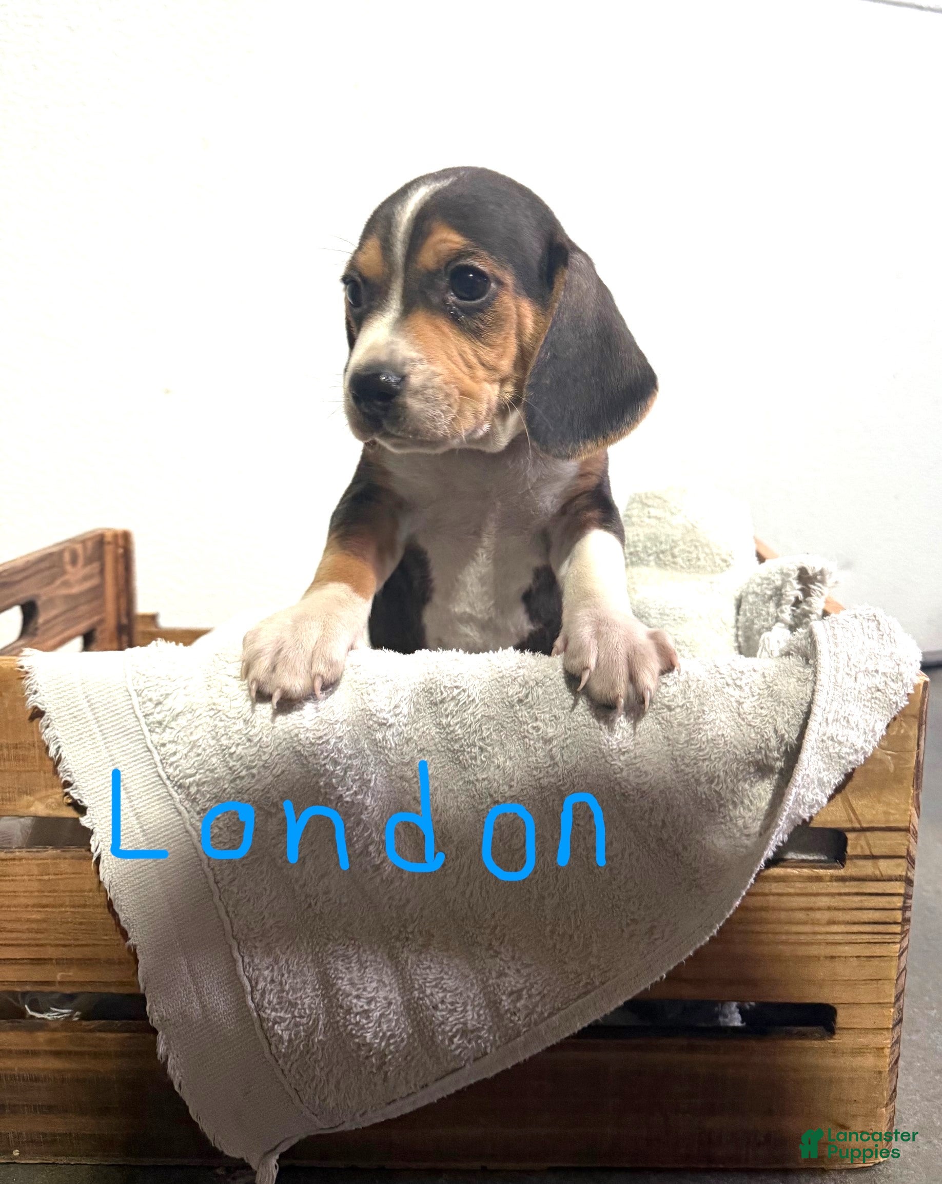 Beagle dogs London - Ad 1