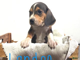 Beagle dogs London - Ad 8