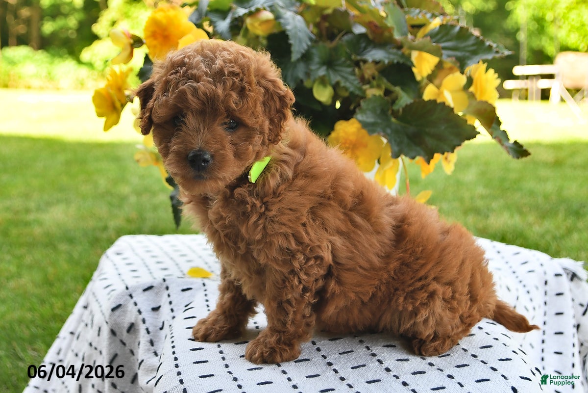 Mini Goldendoodle dogs Starla - Ad 2