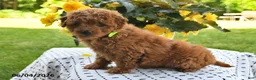 Mini Goldendoodle dogs for sale: Starla - Ad 2