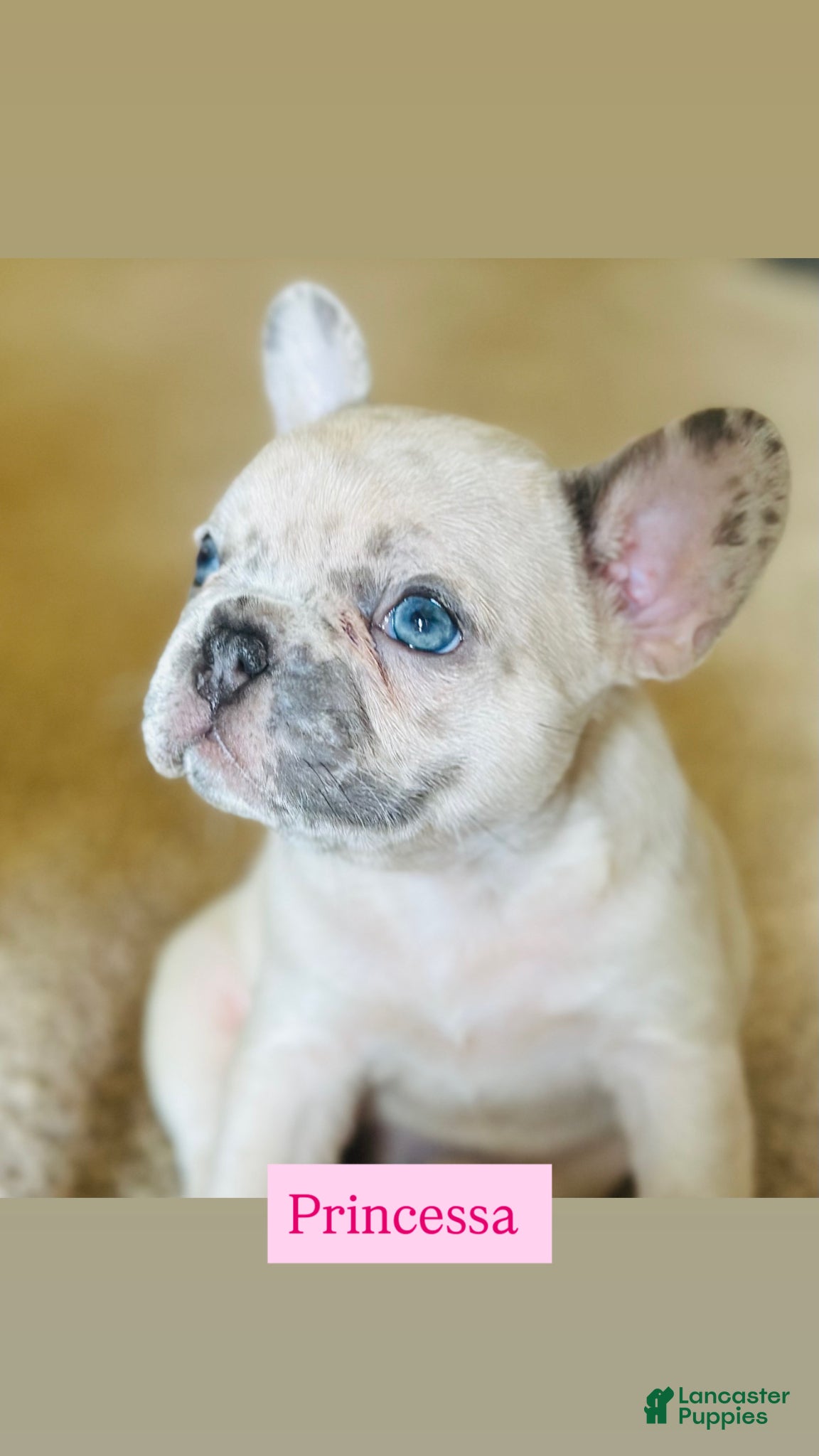French Bulldog dogs French Bulldog Puppy  - Princessa - Ad 12