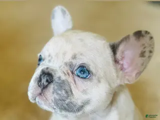 French Bulldog dogs for sale: French Bulldog Puppy - Princessa - Ad 3