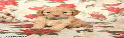 Cockapoo dogs for sale: Spirit - Ad 3