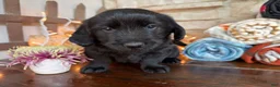 Mixed Breed dogs for sale: Cresthaven (Boy) - Ad 3