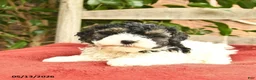 Yorkiepoo dogs for sale: Cannoli  - Ad 4