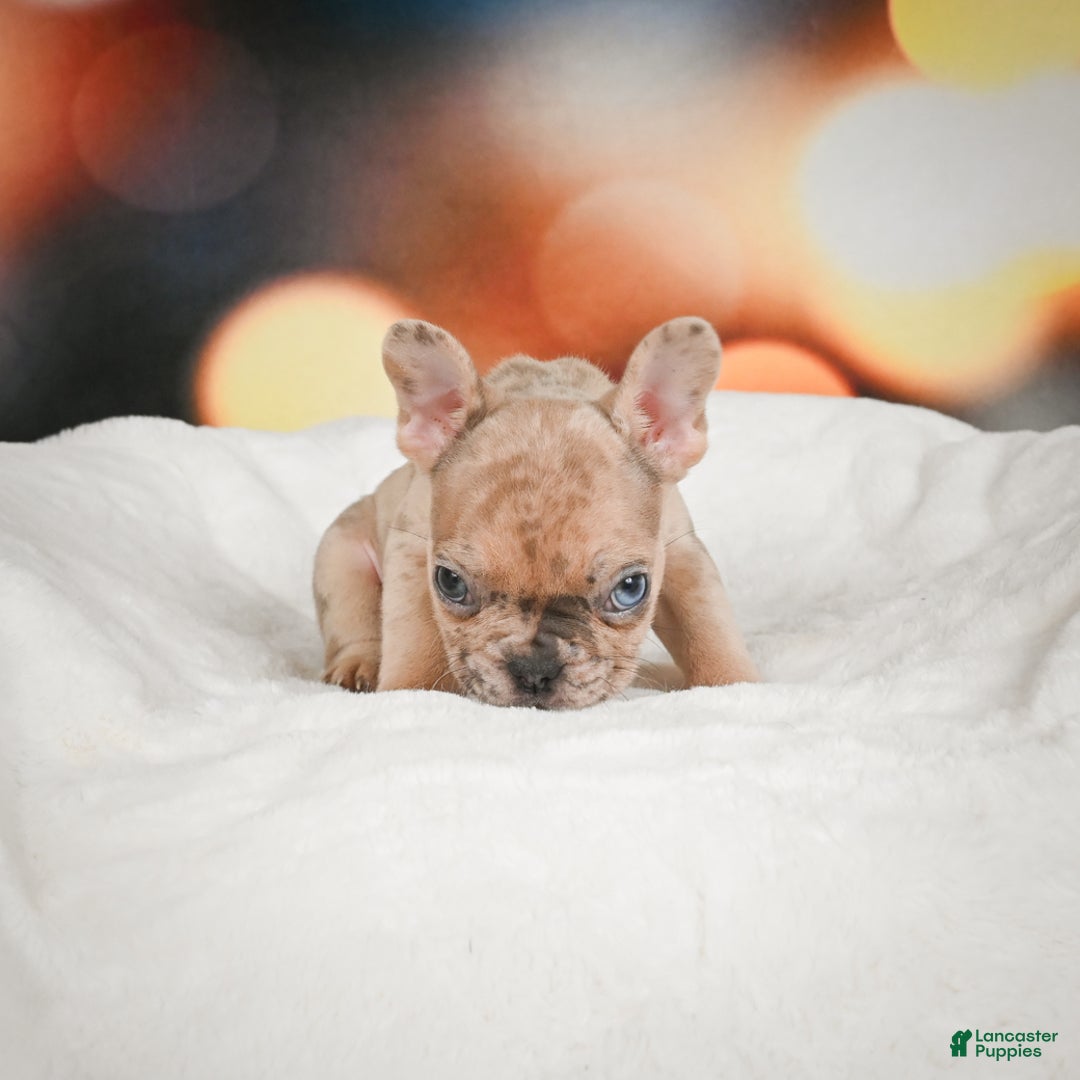 French Bulldog dogs for sale: Zeus - Ad 4
