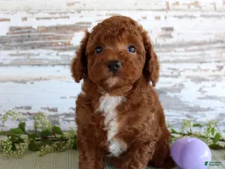 Mixed Breed dogs Duke - Ad 39