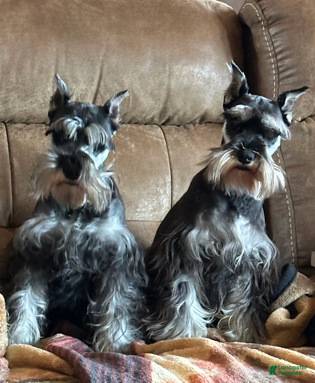 Miniature Schnauzer dogs for sale: Journey - Ad 10