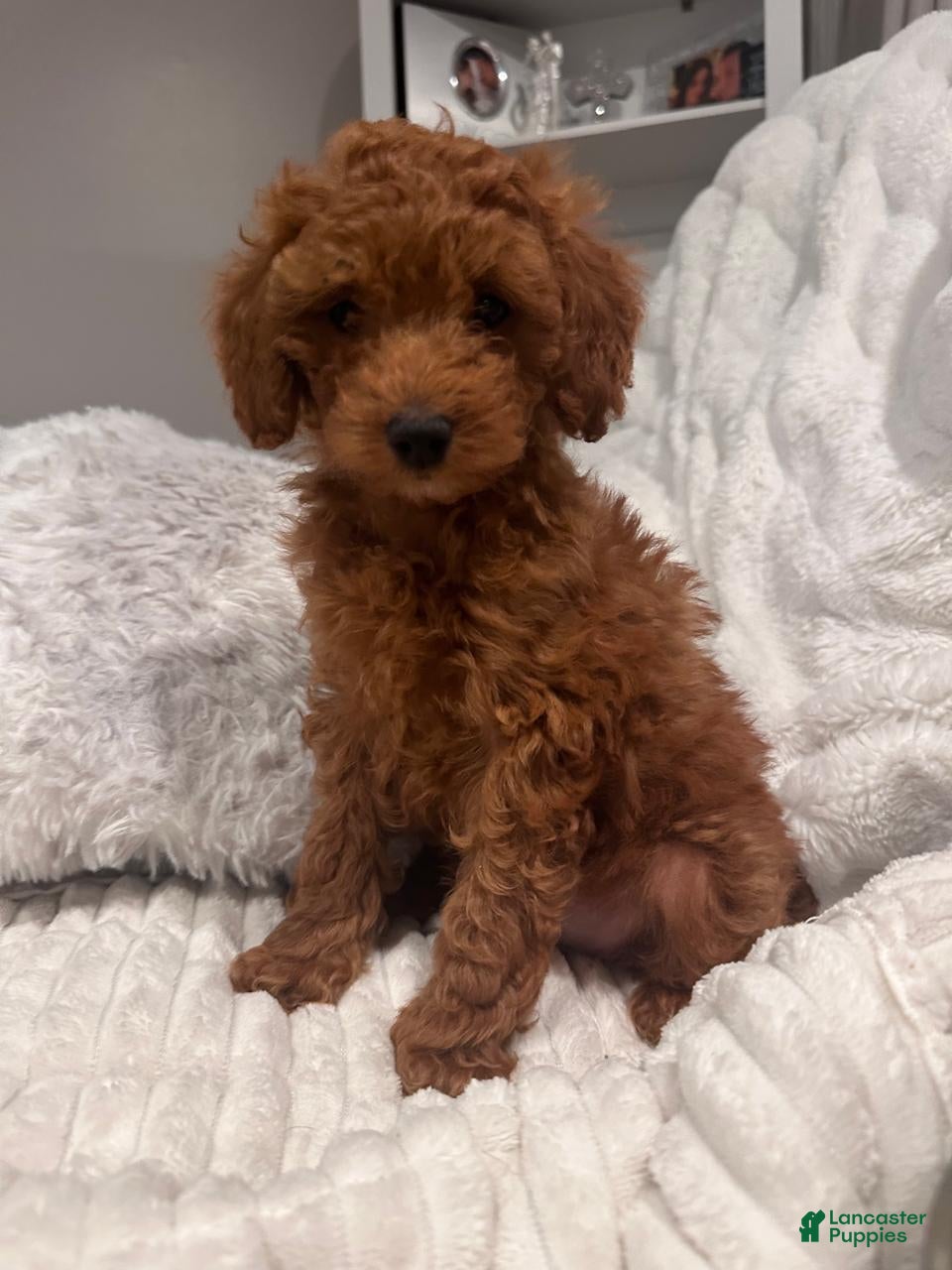 Toy Poodle dogs CHICO - ACA POTTY TRAINED POODLE - Ad 4