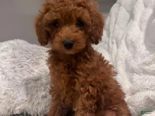 Toy Poodle dogs CHICO - ACA POTTY TRAINED POODLE - Ad 4