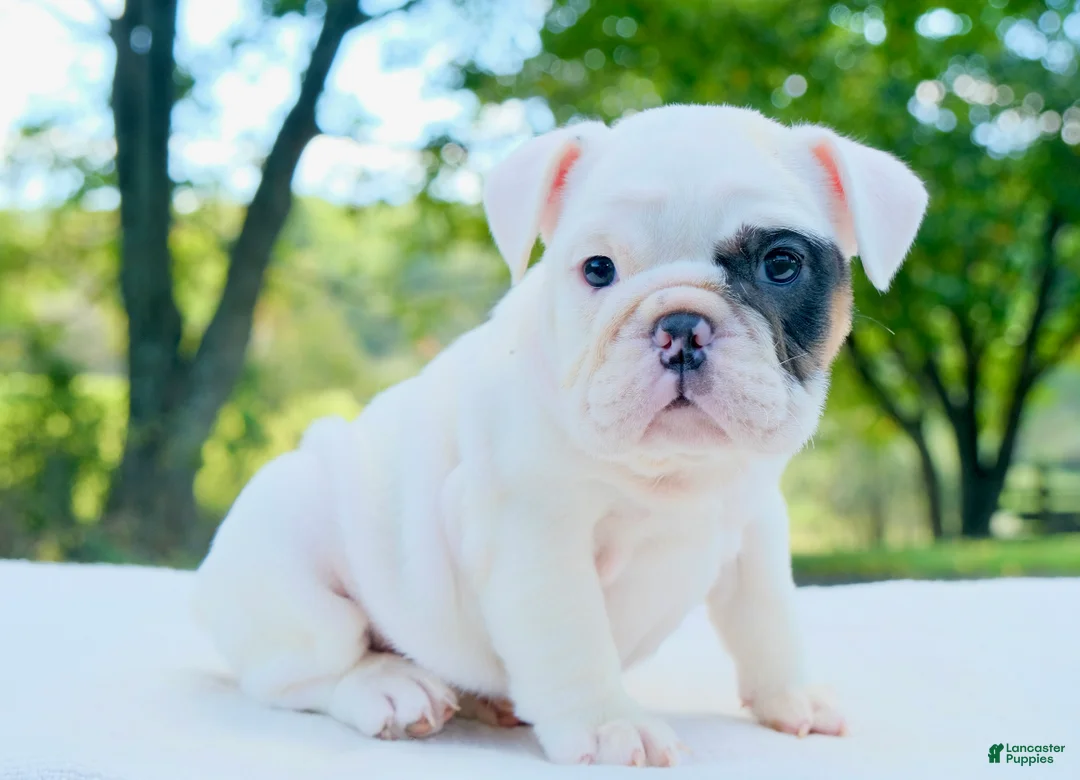 English Bulldog dogs for sale: Mia - Ad 1