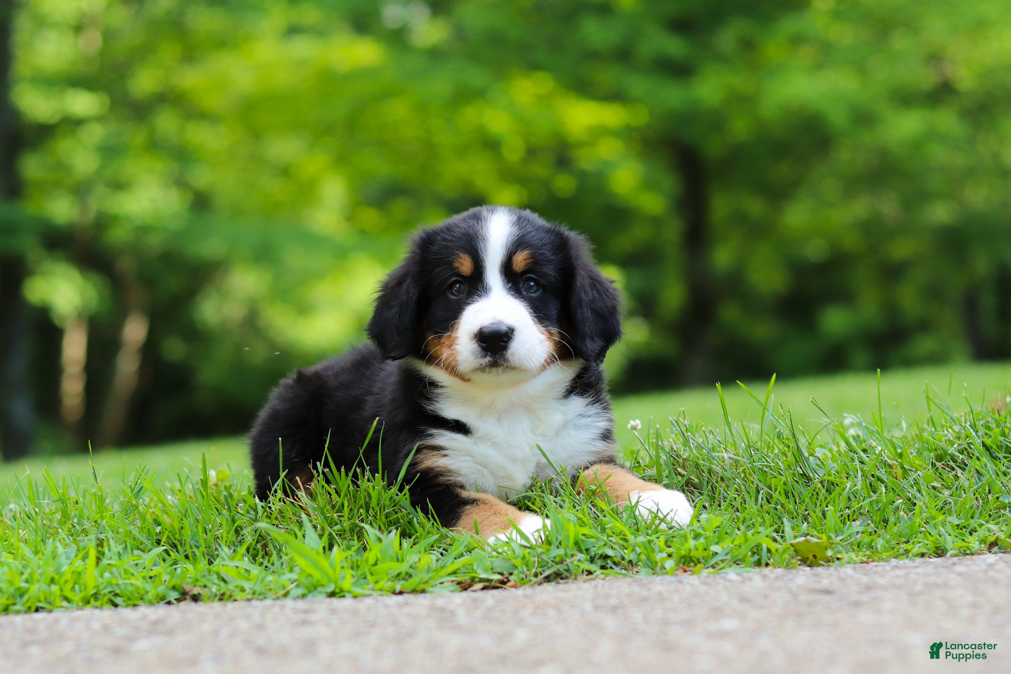 Bernese Mountain Dog dogs Claudia  - Ad 1