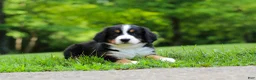 Bernese Mountain Dog dogs for sale: Claudia  - Ad 1