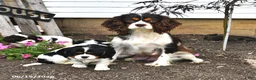 Cavalier King Charles Spaniel dogs for sale: Chester - Ad 4