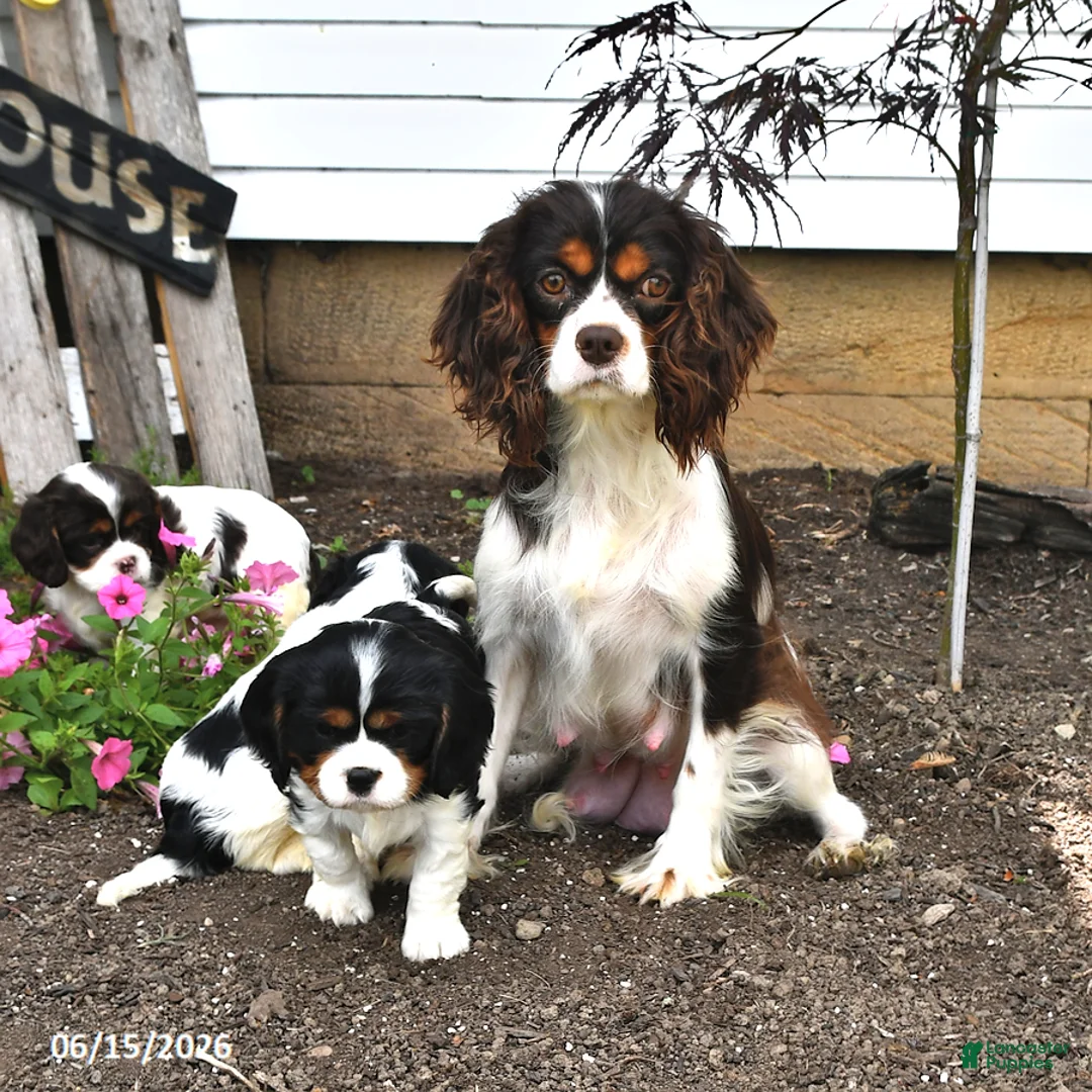 Cavalier King Charles Spaniel dogs for sale: Chester - Ad 4