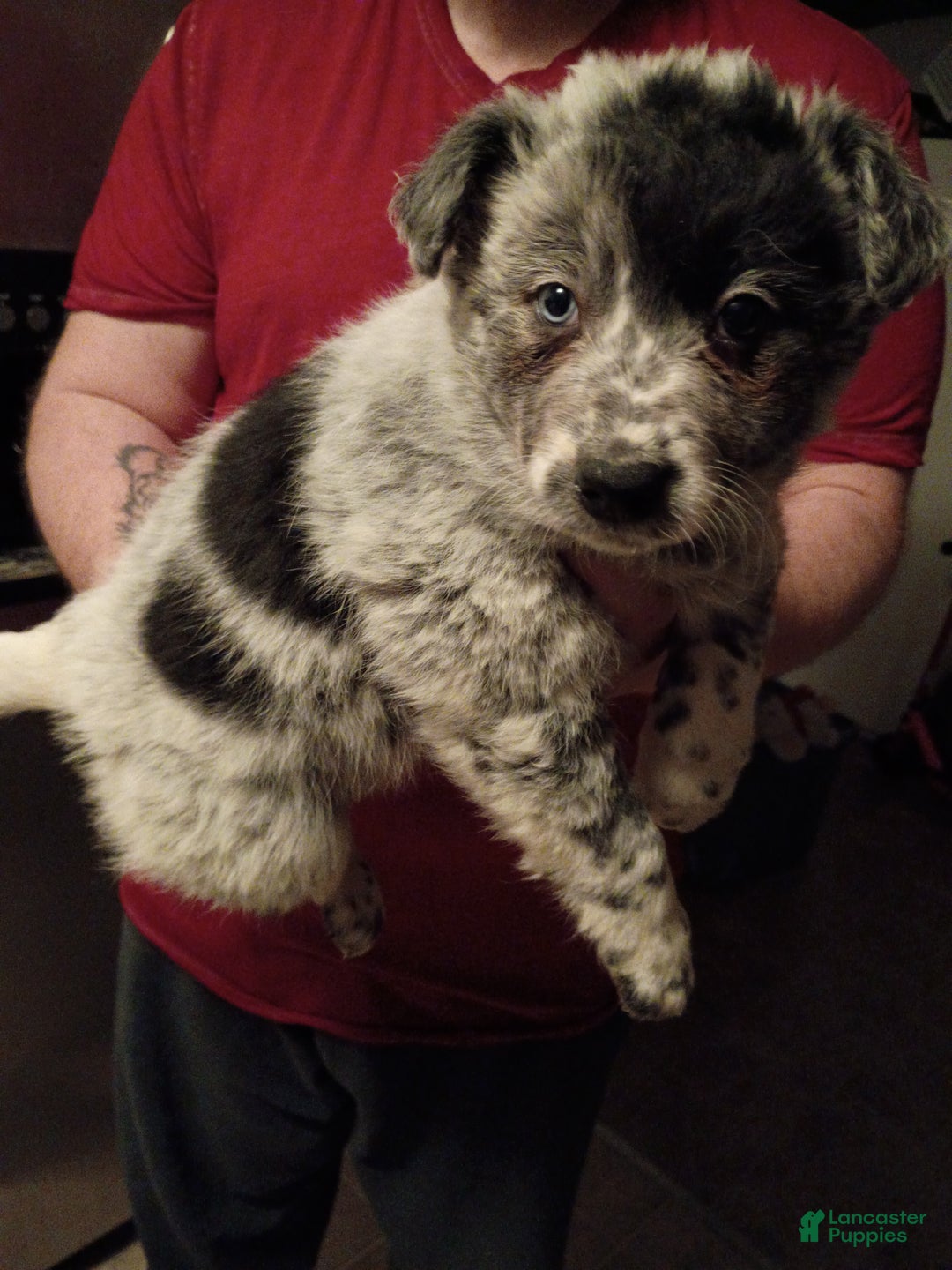 Mixed Breed dogs for sale: Blue - Ad 3