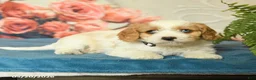 Cavapoo dogs for sale: Mandy - Ad 5