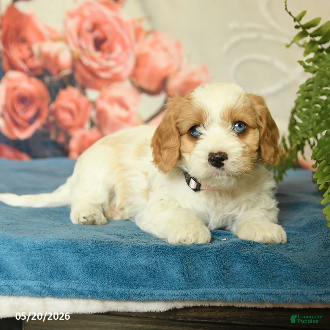 Cavapoo dogs for sale: Mandy - Ad 5