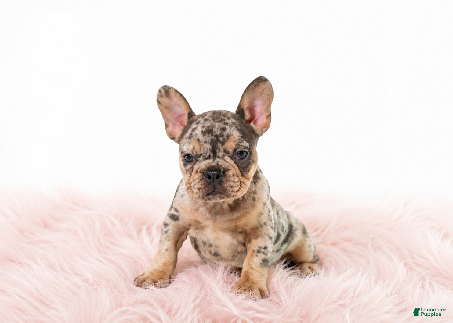 French Bulldog dogs French Bulldog 2 - Ad 1