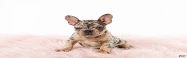 French Bulldog 2