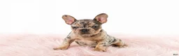 French Bulldog dogs for sale: French Bulldog 2 - Ad 1