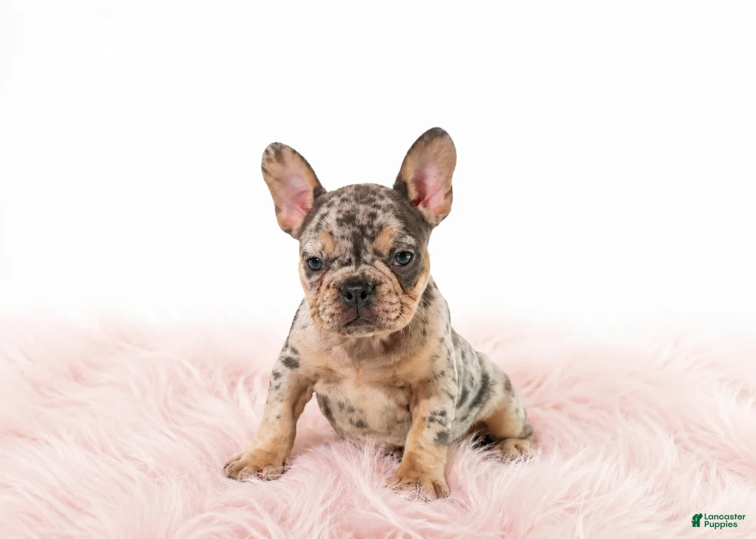 French Bulldog dogs for sale: French Bulldog 2 - Ad 1