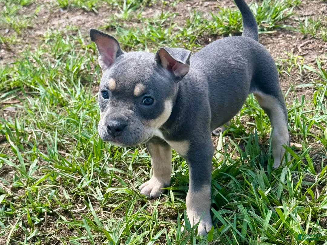 American Bully dogs for sale: Nixie - Ad 2