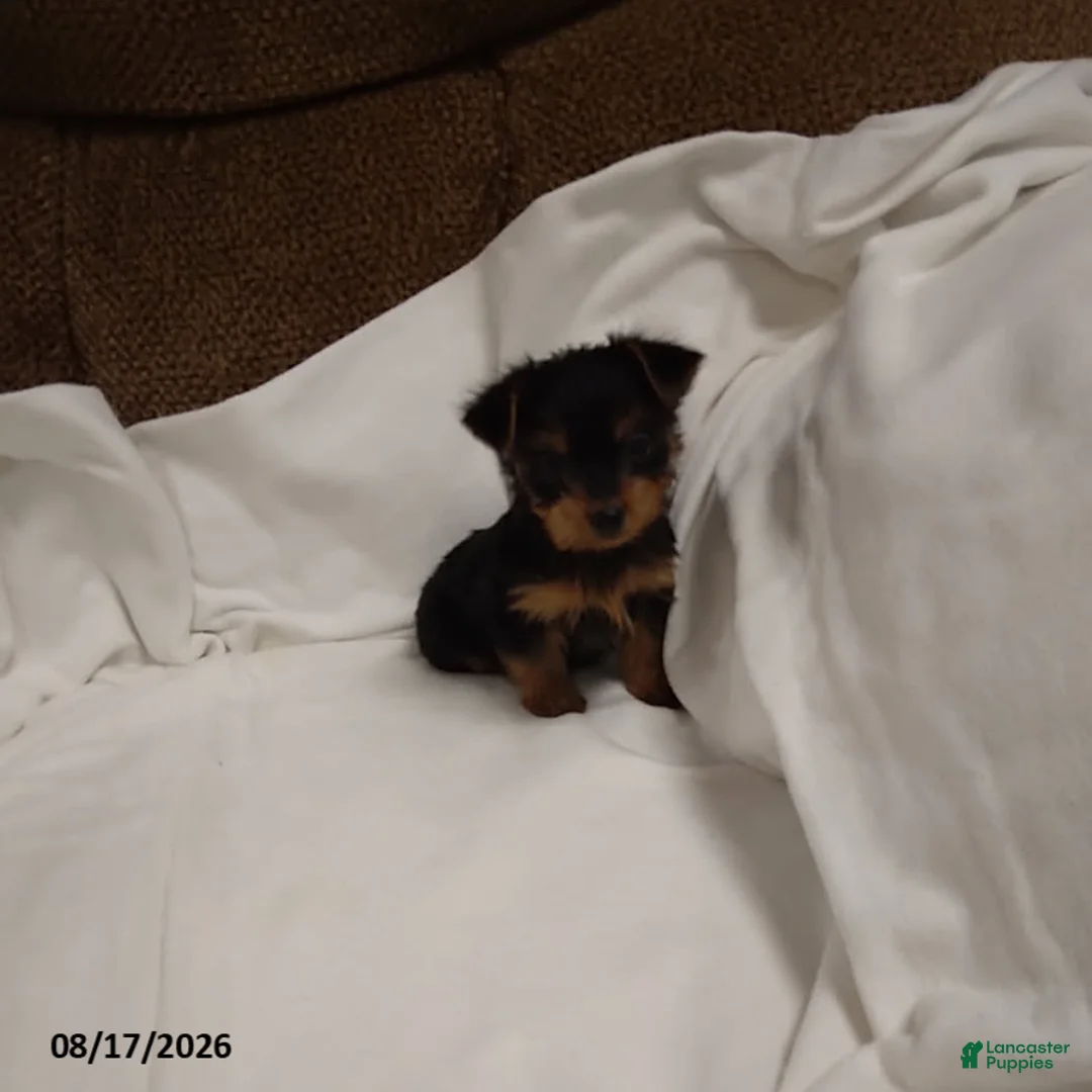 Chorkie dogs for sale: Buttercup - Ad 1